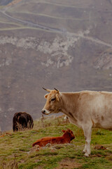 A brown cow rests on green grass near rocky cliffs in Kabardino-Balkaria. A winding path leads through the mountainous terrain, showcasing the natural landscape.