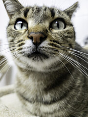 Stray cats in the street