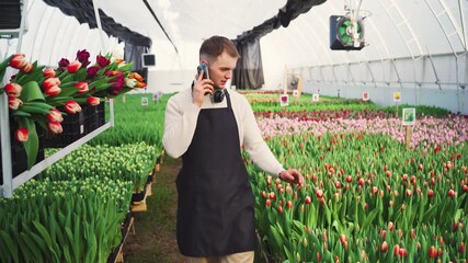 Flower business. Caucasian florist in black apron discusses future sales of grown flowers with customer over phone. Portrait of farmer in modern greenhouse, touching unopened buds of growing tulips. - Powered by Adobe