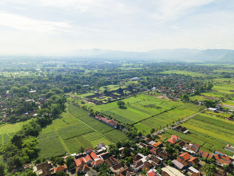 Aerial view of Candi Plaosan temple complex surrounded by vivid green rice paddies and quaint rooftops, Klaten Regency, Jawa Tengah, Indonesia.