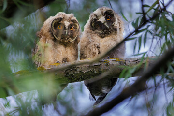 Barred owl owlet perched high on a branch in the forest