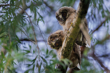 Barred owl owlet perched high on a branch in the forest