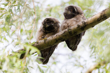 Barred owl owlet perched high on a branch in the forest