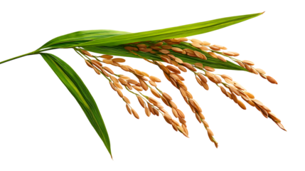 Rice plant with golden seeds and green leaves on transparent background isolated shot