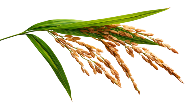 Rice plant with golden seeds and green leaves on transparent background isolated shot