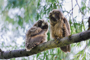 Barred owl owlet perched high on a branch in the forest
