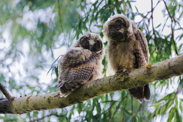 Two curious baby owls sat on a mossy tree branch