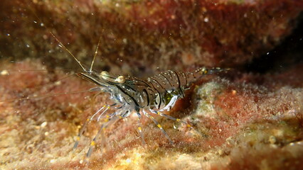Rockpool prawn or grass prawm (Palaemon elegans) undersea, Ligurian Sea, Italy, Imperia