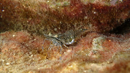 Rockpool prawn or grass prawm (Palaemon elegans) undersea, Ligurian Sea, Italy, Imperia