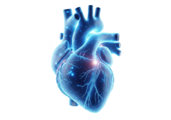 Human heart illustration in blue light on black background