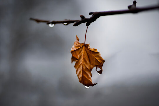 An abstract nature composition featuring a dry orange leaf and delicate raindrops set against a muted grey autumn background.