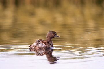 Least Grebe (Tachybaptus dominicus) swimming quietly on a golden-reflected pond in its natural habitat.