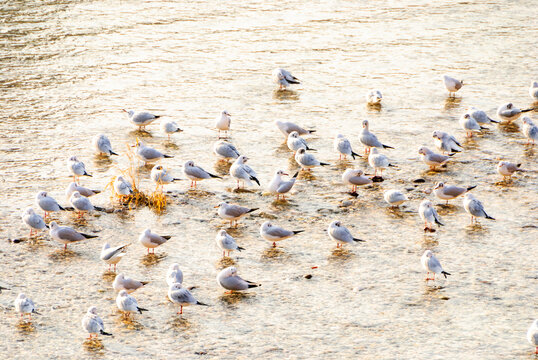 flock of birds on beach