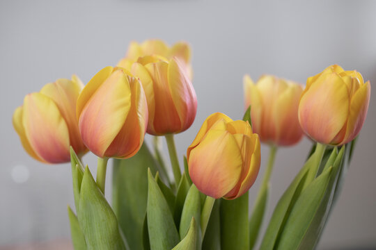 Yellow-orange bouquet of tulip flowers close up