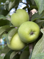 A bunch of green apples hanging from a branch of an apple tree with green leaves, on a blurred natural background.