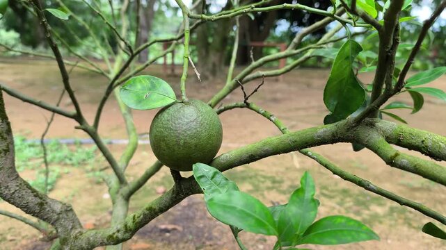 A Kaffir lime tree with its fruit is shown. Its leaves are essential in Malaysian and Southeast Asian cuisine. Both the fruit and leaves are also used in traditional medicine.