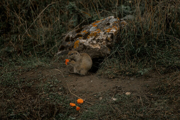 Small brown marmot stands on the ground near a rock. The animal has orange markings on its paws and is surrounded by grass.