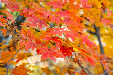 Autumn Maple Branch with Yellow and Red Leaves in Korea