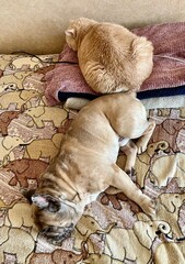 cat and dog sleeping on a bed