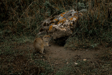 Small brown marmot stands on the ground near a rock