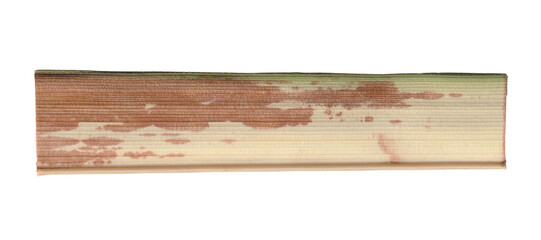 Dry Withered Grass Blade with Fibrous Texture. Realistic Botanical Design Element Isolated on Transparent Background.