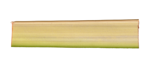 Realistic plant stem or leaf with fibrous striped texture. A natural green and yellow botanical design element isolated on a transparent background.