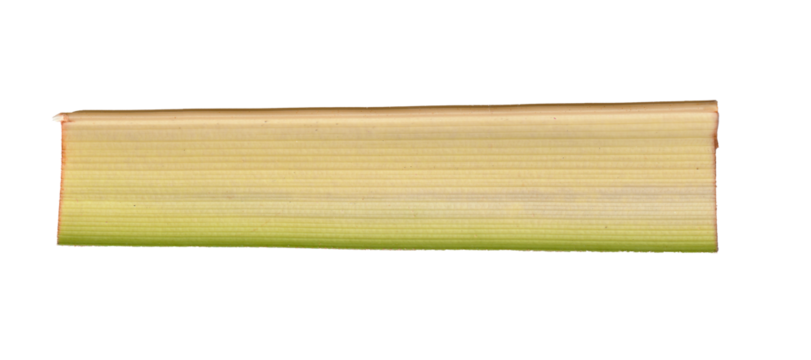 Realistic plant stem or leaf with fibrous striped texture. A natural green and yellow botanical design element isolated on a transparent background.