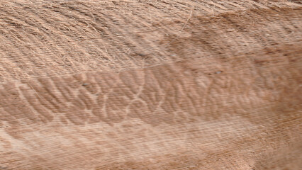 Rough Fibrous Wood Texture Macro. Coarse and Stringy Natural Wooden Fiber Background for an Organic Surface.
