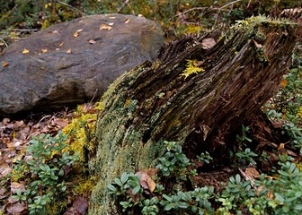 Tree stomp, bark covered in moss. Forest floor. Rock and wild bushes. Horizontal closeup