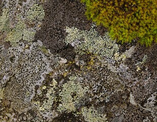 Rock and moss. Natural textures closeup