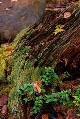 Tree stomp, bark covered in moss. Forest floor. Rock and wild bushes. Vertical closeup