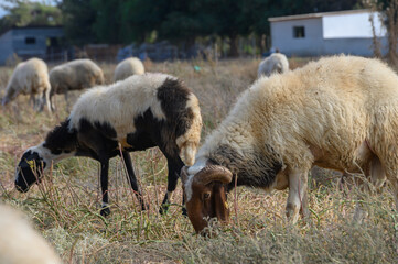 Sheep flock grazing in Cypriot field