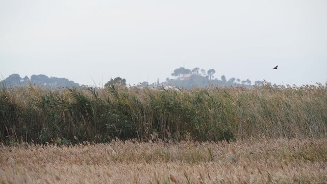 Marsh Harrier Soaring and Hunting Over Wetlands