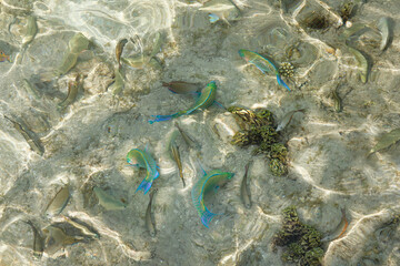 Fish underwater in the Red Sea, Egypt. Selective focus. Top view