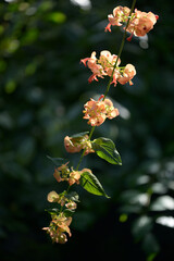 ホルムショルディア・サングイネア