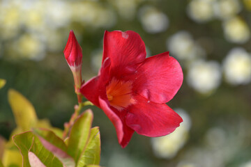 マンデビラ・スタンドアップ