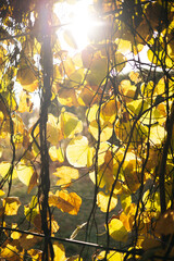 sunset in the forest