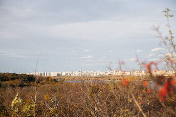 dry grass in the wind