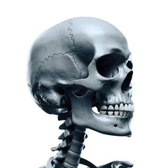 Detailed 3D Rendering of a Human Skull and Cervical Spine With Realistic Texture And Lighting On A Transparent Background