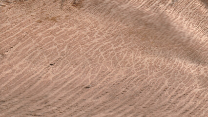 Macro Wood End Grain Texture. Detailed Cross-Section of a Tree Stump Showing Growth Rings and Natural Fiber Pattern.