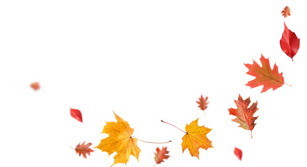 Autumn leaves flying in air on white background