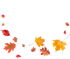Autumn leaves flying in air on white background