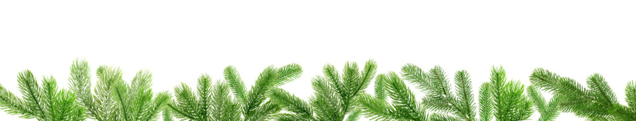 Christmas fir tree branches isolated on white