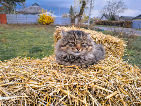 Fluffy tabby cat resting on hay in a rural autumn setting. Cozy feline contrasts with moody sky and bare trees, evoking warmth and seasonal tranquility. - Powered by Adobe