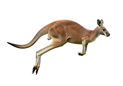 High resolution kangaroo animal wildlife mammal australian outback hopping marsupial fauna png image isolated on transparent background