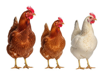 Three chickens hen poultry farm animals livestock birds farming agriculture isolated png image stock photo isolated on transparent background