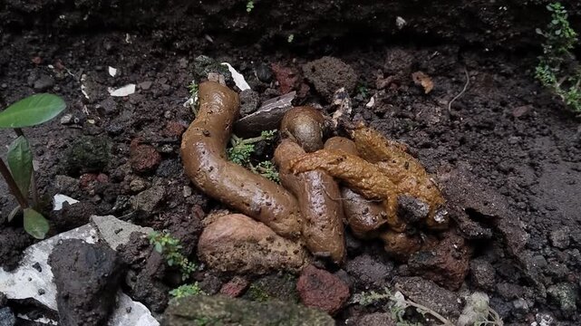 Close-up of cat poo and soil with small plants at the garden.