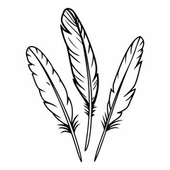 Obraz premium Three delicate black and white line art feathers on a white background quill writing