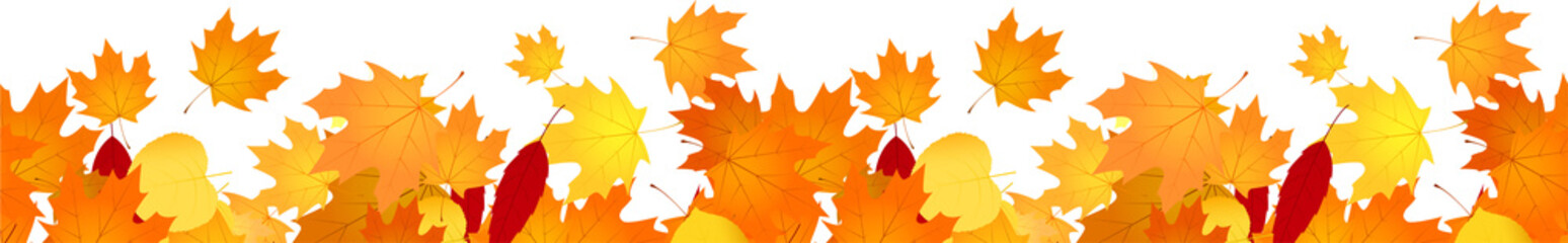  Multicolored autumn leaves in rich red, orange, and yellow hues isolated on a white background. Bright seasonal decor perfect for banners, prints, and fall-themed designs. autumn colored fall leaf te