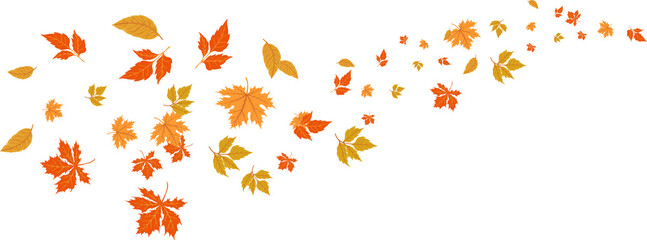  Multicolored autumn leaves in rich red, orange, and yellow hues isolated on a white background. Bright seasonal decor perfect for banners, prints, and fall-themed designs. autumn colored fall leaf te